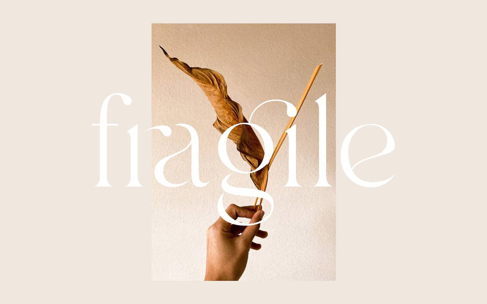 Best Free Display Fonts Branch Elegant Ligature Font
